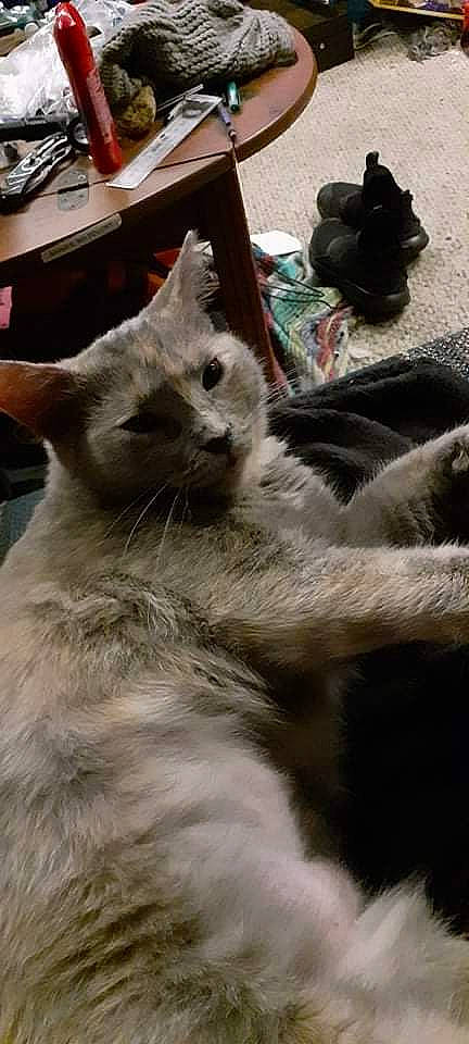 Gloria joined the competition — help win amazing prizes! carnivore, cat, claw, comfort, domestic_short_haired_cat, fawn, felidae, fur, paw, small_to_medium_sized_cats, snout, tail, terrestrial_animal, thai, whiskers