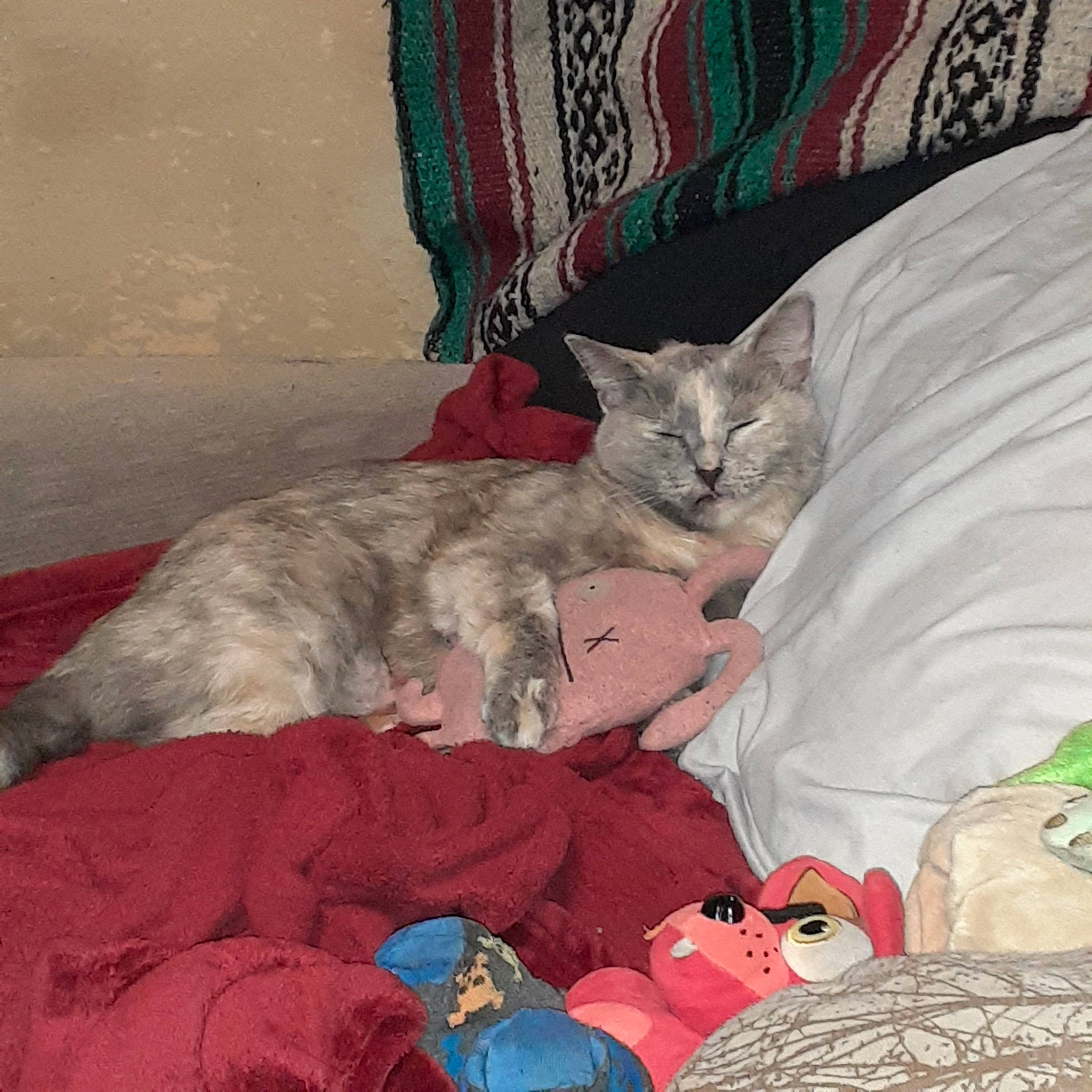 Gloria joined the competition — help win amazing prizes! bed, bed_sheet, bedding, carnivore, cat, comfort, domestic_short_haired_cat, felidae, fur, grey, lap, linens, nap, pattern, paw, room, sitting, small_to_medium_sized_cats, tail, whiskers