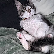 Tony Stark joined the competition — help win amazing prizes! cat, kitten, sleeping, fluffy, paws, pink_pads, black_pads, blanket, cozy, resting, fur, cute, pet, indoor, relaxed, close_up, whiskers, tail, collar, adorable