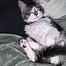 cat, kitten, sleeping, fluffy, paws, pink_pads, black_pads, blanket, cozy, resting, fur, cute, pet, indoor, relaxed, close_up, whiskers, tail, collar, adorable