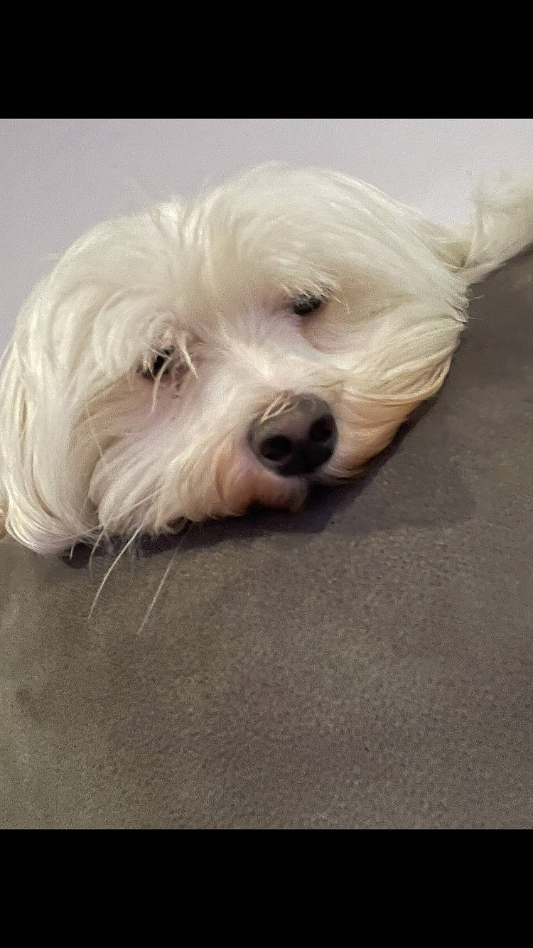 Chrissy Snow is registered to the contest to win money with this photo: canidae, carnivore, companion_dog, dog, dog_breed, dog_supply, fur, mammal, non_sporting_group, pet_supply, puppy, small_terrier, snout, terrier, toy_dog, vertebrate, west_highland_white_terrier, working_animal, working_dog