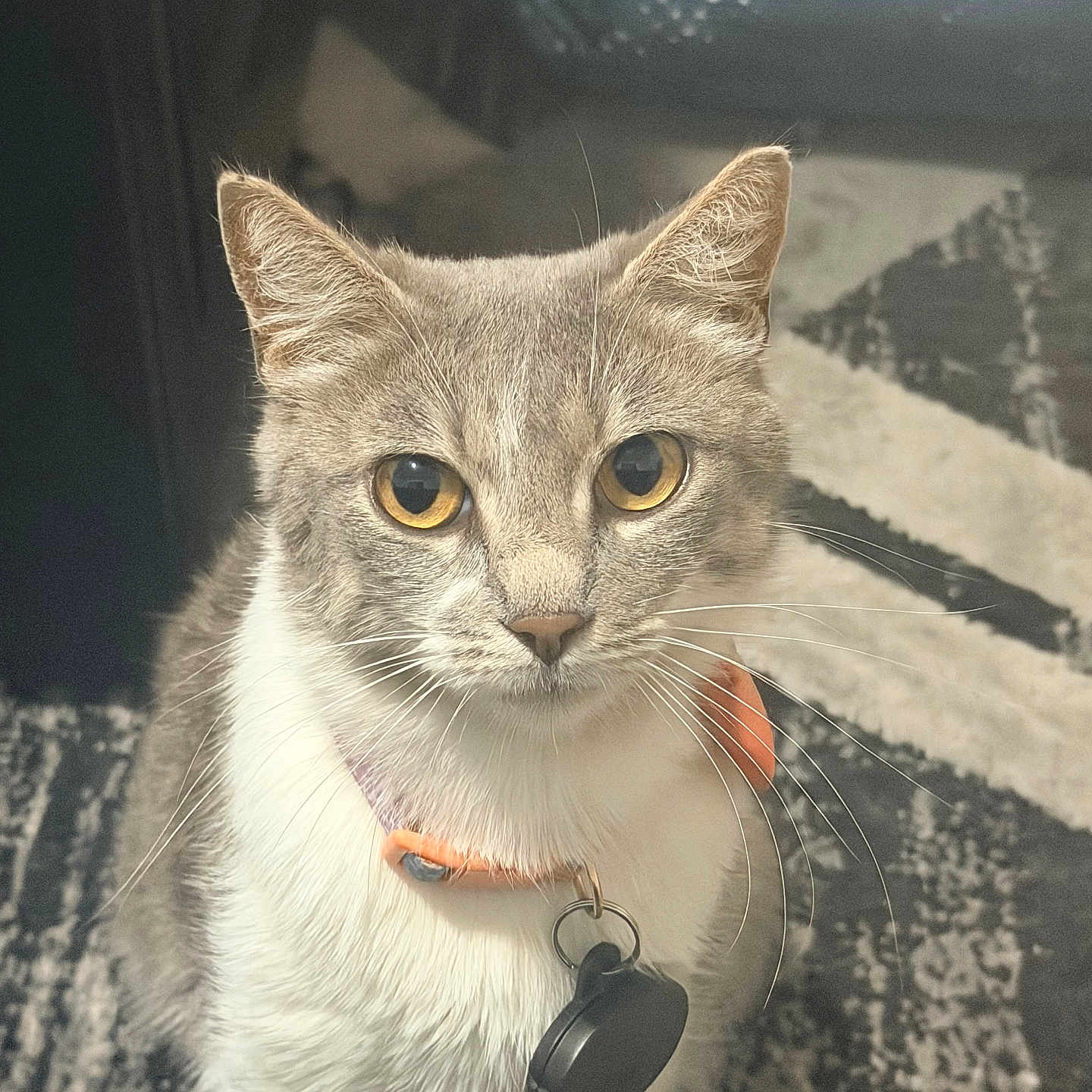 Kiara