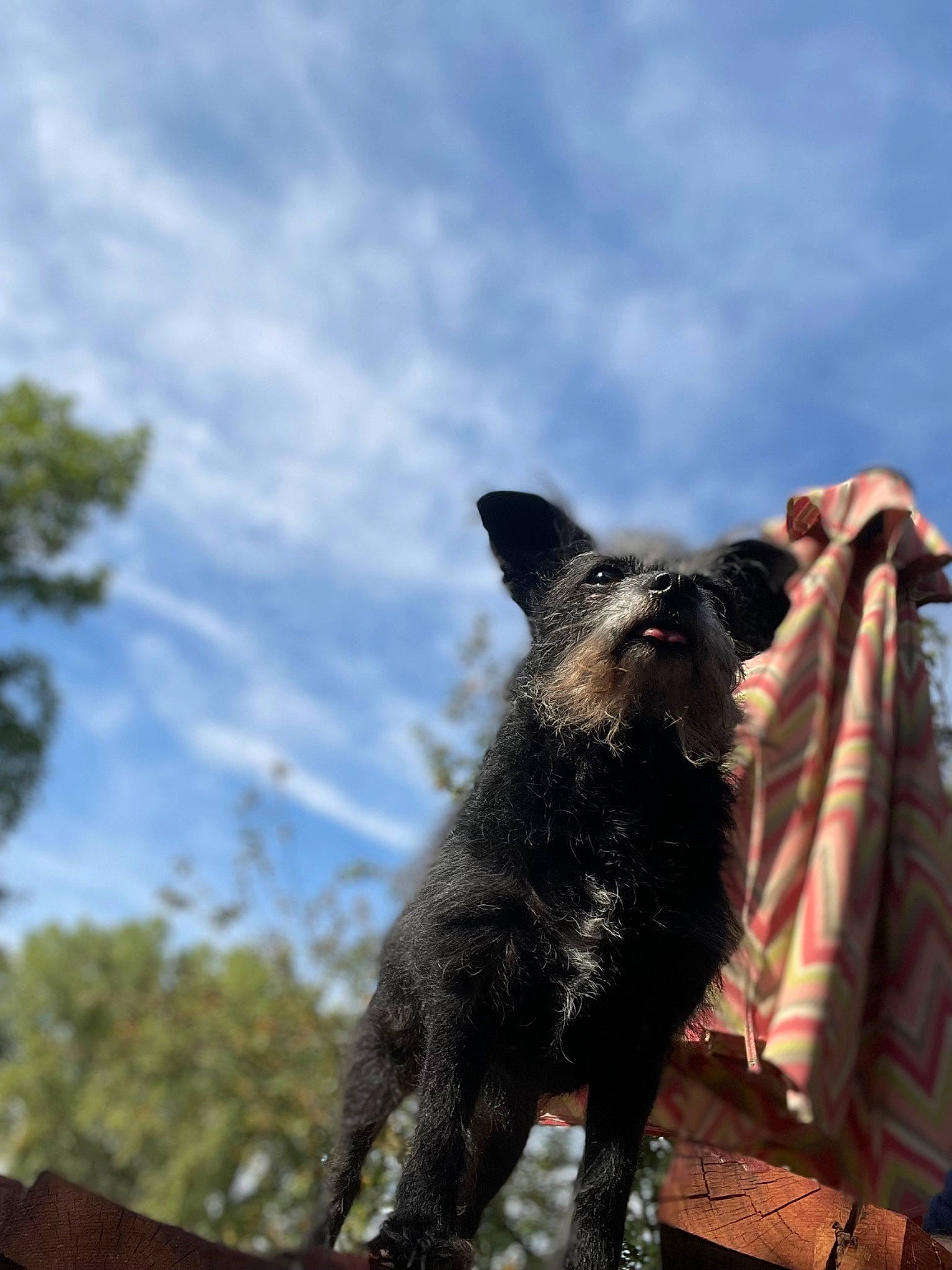 Precious is registered to the contest to win money with this photo: art, canidae, canis, carnivore, cloud, dog, dog_breed, fawn, felidae, fur, guard_dog, herding_dog, sky, sporting_group, tail, terrestrial_animal, tree, whiskers, working_animal, working_dog