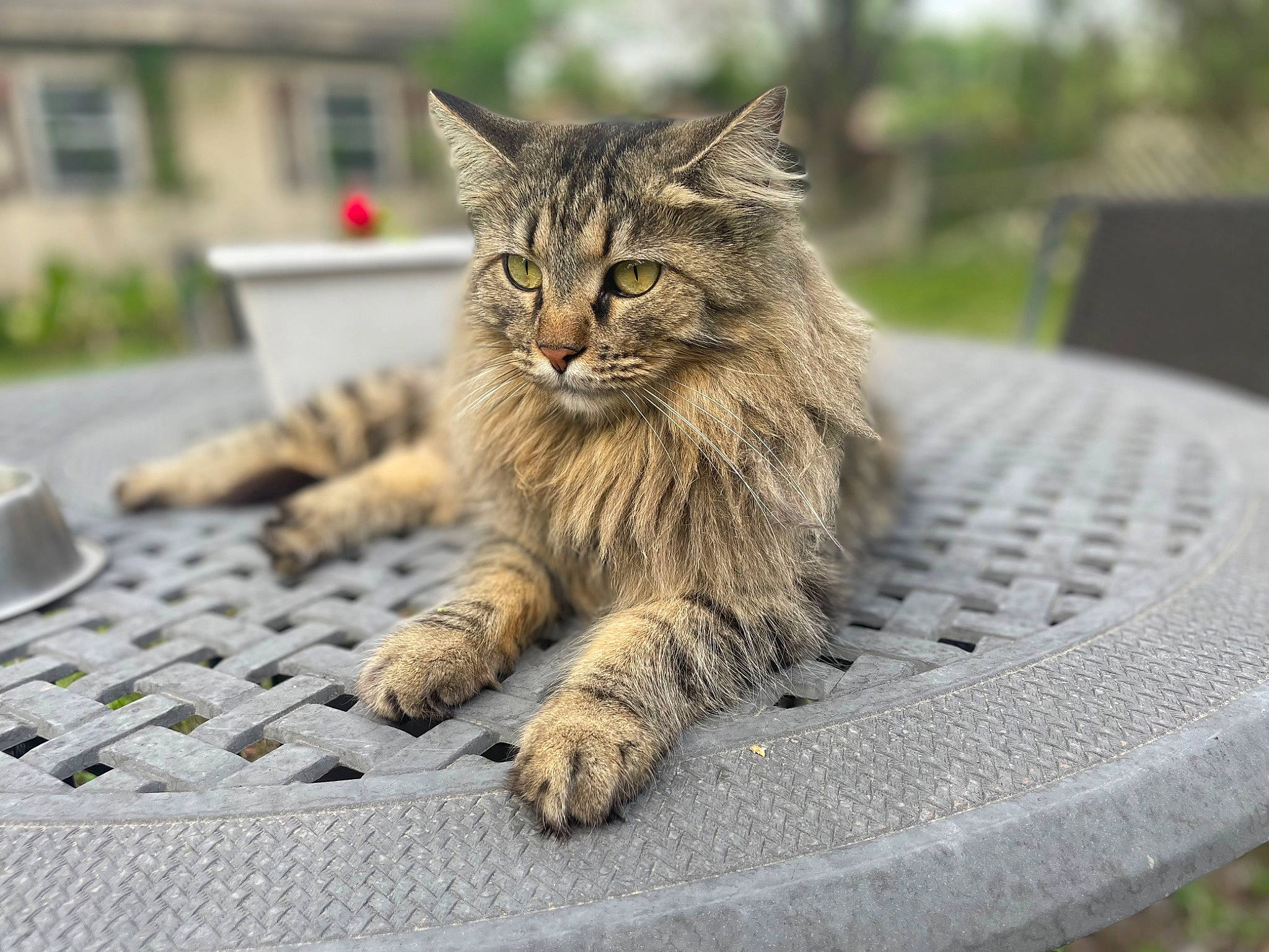Bree joined the competition — help win amazing prizes! carnivore, cat, domestic_short_haired_cat, fawn, felidae, fur, grass, grey, maine_coon, plant, road_surface, small_to_medium_sized_cats, snout, tableware, tail, terrestrial_animal, tree, whiskers, window, wood