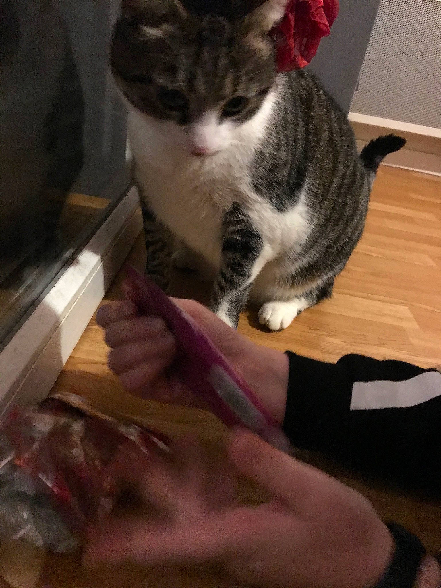 Loulou participe au concours pour gagner de l'argent avec cette photo : american_shorthair, asian, carnivore, cat, domestic_short_haired_cat, ear, european_shorthair, felidae, fur, hand, kitten, lap, leg, small_to_medium_sized_cats, tabby_cat, whiskers