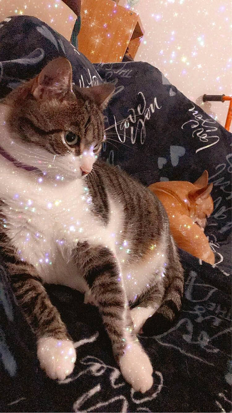 Loulou a rejoint le concours — aidez-le/la à gagner de superbes lots ! aegean_cat, american_shorthair, american_wirehair, arabian_mau, asian, carnivore, cat, domestic_short_haired_cat, dragon_li, european_shorthair, fawn, felidae, german_rex, kitten, mammal, small_to_medium_sized_cats, tabby_cat, vertebrate, whiskers