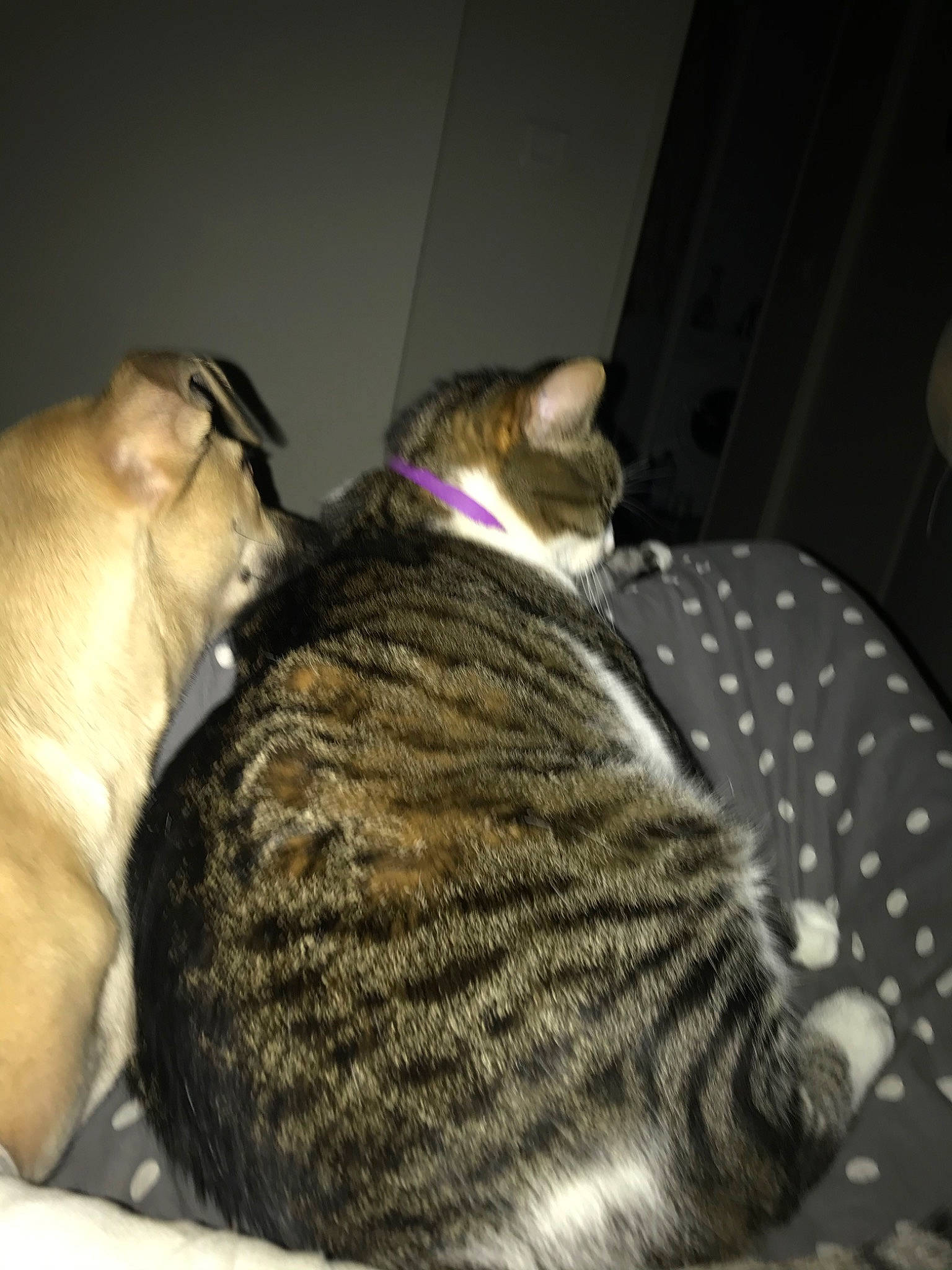 Loulou a rejoint le concours — aidez-le/la à gagner de superbes lots ! asian, carnivore, cat, comfort, domestic_short_haired_cat, dragon_li, ear, egyptian_mau, european_shorthair, fawn, felidae, fur, kitten, small_to_medium_sized_cats, tabby_cat, tail, whiskers