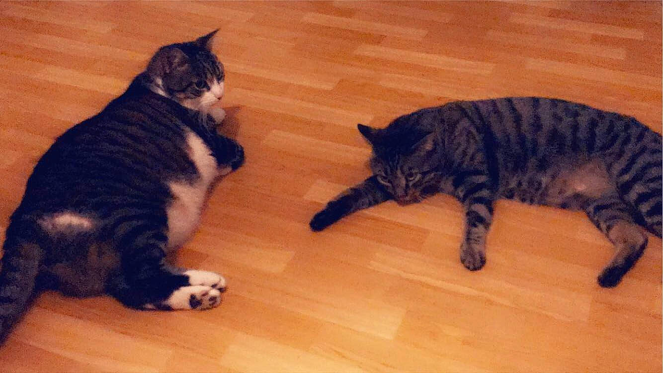 Loulou participe au concours pour gagner de l'argent avec cette photo : california_spangled, carnivore, cat, cymric, domestic_short_haired_cat, dragon_li, european_shorthair, felidae, fur, german_rex, kitten, kurilian_bobtail, mammal, paw, polydactyl_cat, small_to_medium_sized_cats, tabby_cat, tail, vertebrate, whiskers