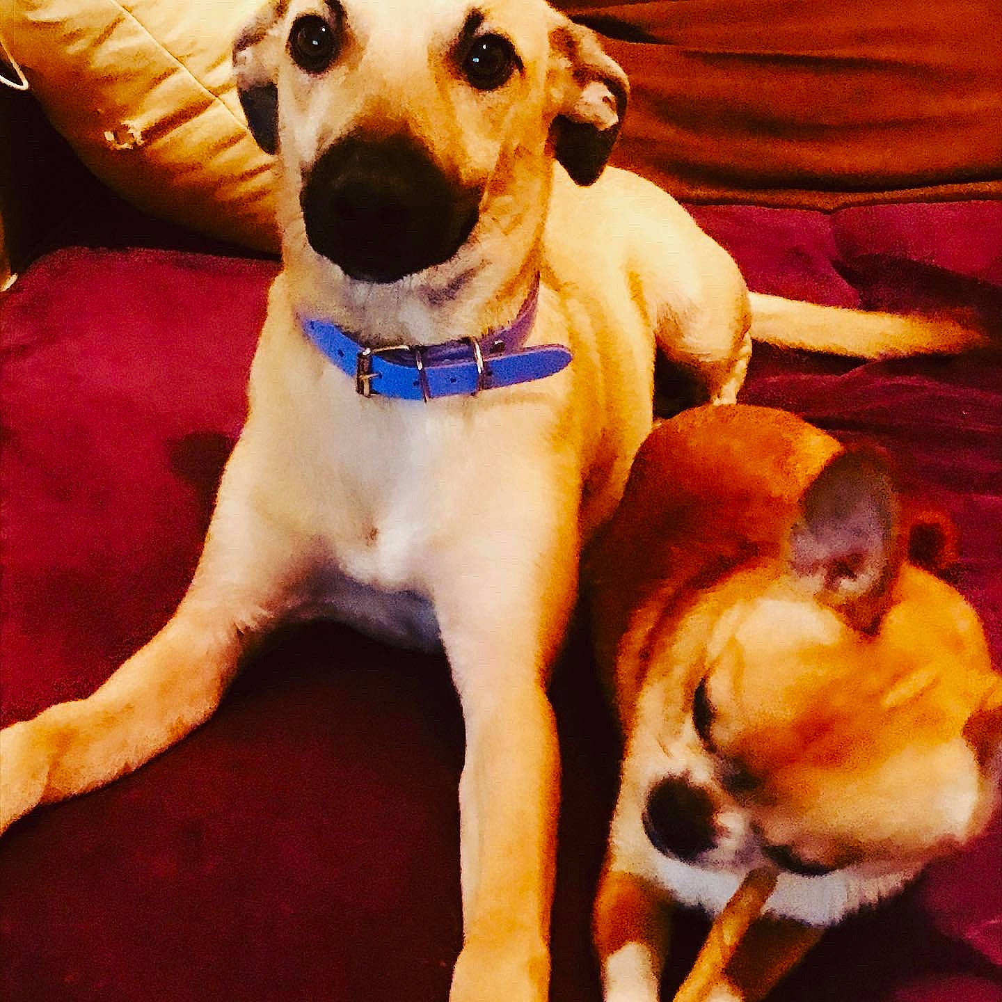 Chanelle a rejoint le concours — aidez-le/la à gagner de superbes lots ! beagador, canidae, carnivore, companion_dog, dog, dog_breed, fawn, feist, labrador_retriever, lurcher, mammal, paw, potcake_dog, puppy_love, snout, sporting_group, vertebrate, whippet