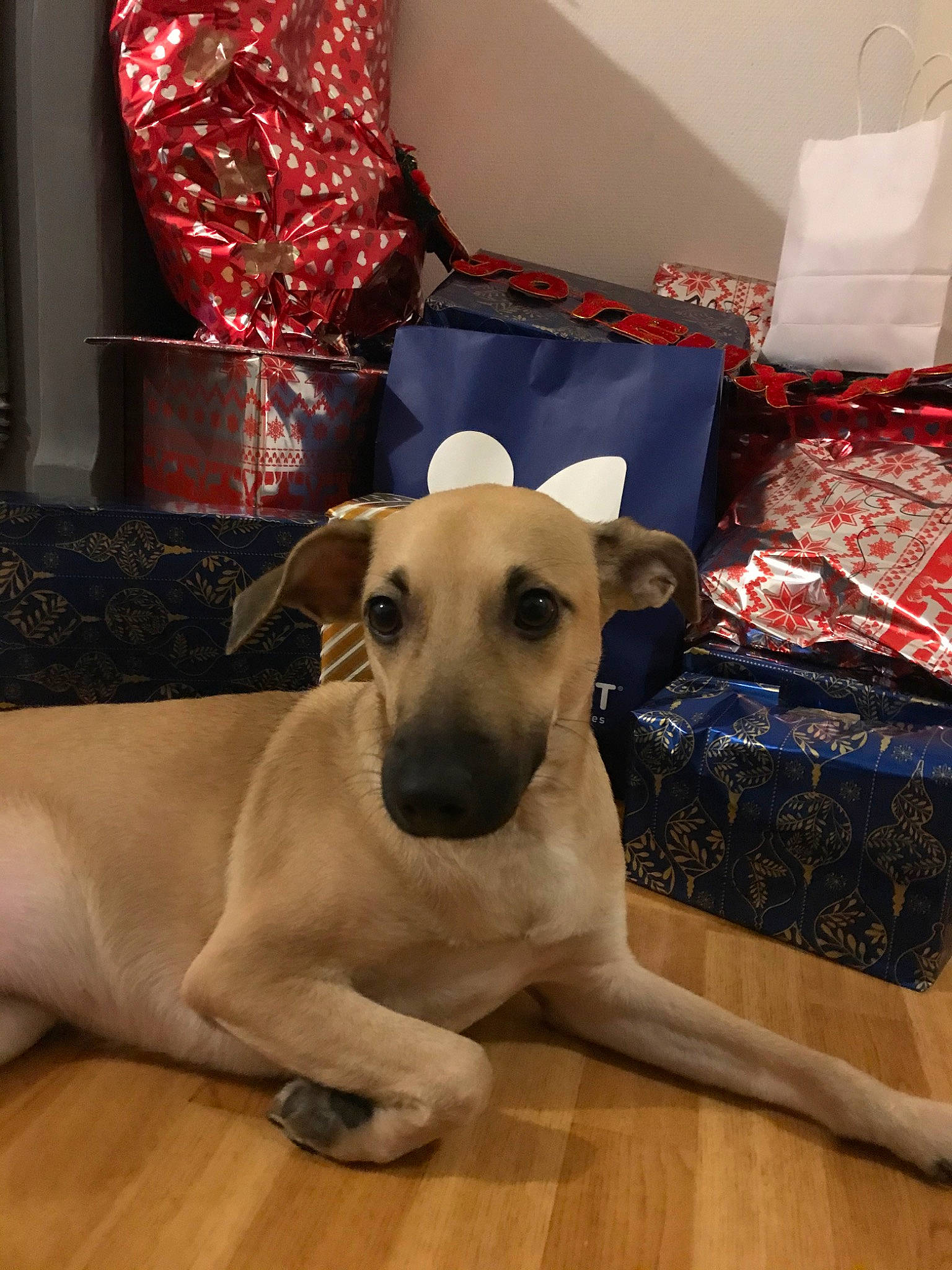 Chanelle a rejoint le concours — aidez-le/la à gagner de superbes lots ! black_mouth_cur, canidae, carnivore, chippiparai, companion_dog, dog, dog_breed, fawn, greyhound, lurcher, mammal, mudhol_hound, sloughi, snout, sporting_group, whippet