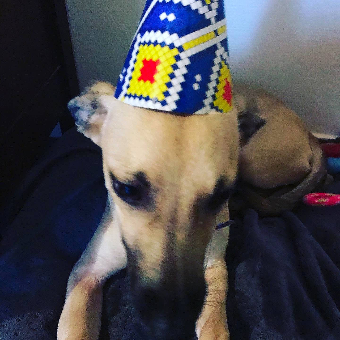 Chanelle participe au concours pour gagner de l'argent avec cette photo : azawakh, canidae, carnivore, dog, dog_breed, fawn, greyhound, hat, italian_greyhound, lurcher, party_hat, party_supply, sighthound, snout, whippet