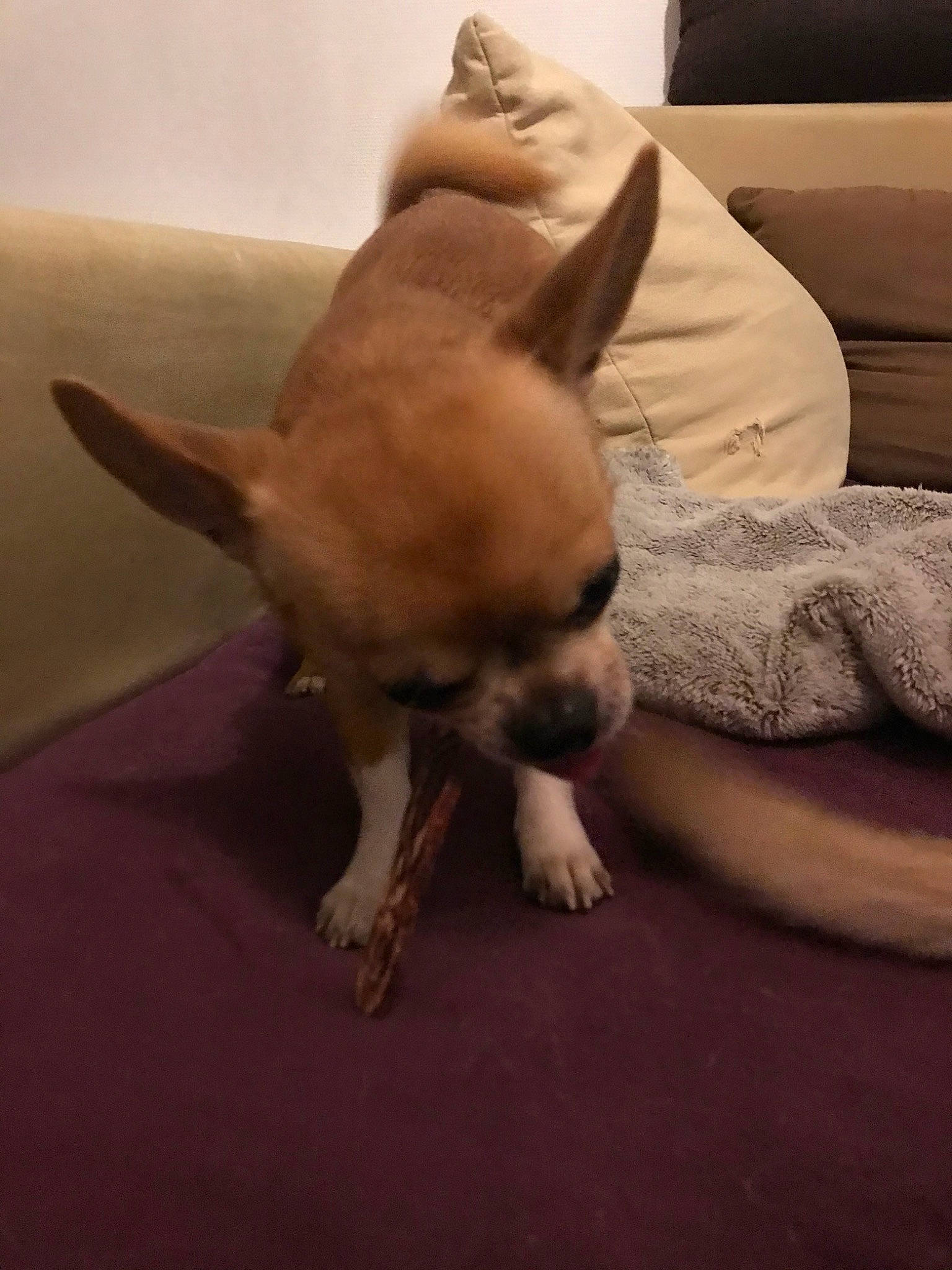 Nuts a rejoint le concours — aidez-le/la à gagner de superbes lots ! canidae, carnivore, chihuahua, companion_dog, dog, dog_breed, fawn, french_bulldog, mammal, non_sporting_group, paw, puppy, puppy_love, snout, toy_dog, vertebrate