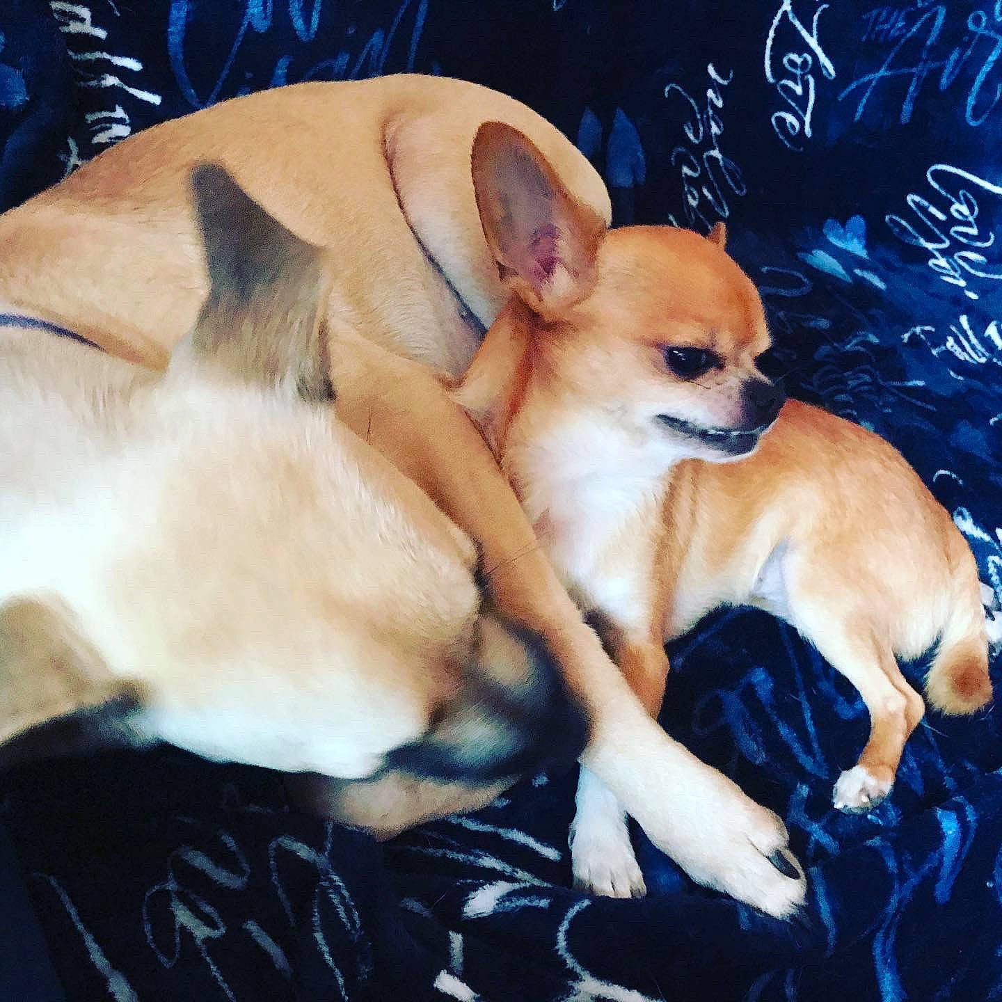 Nuts a rejoint le concours — aidez-le/la à gagner de superbes lots ! ancient_dog_breeds, canidae, carnivore, chihuahua, companion_dog, corgi_chihuahua, dog, dog_breed, fawn, mammal, puppy, puppy_love, snout, toy_dog