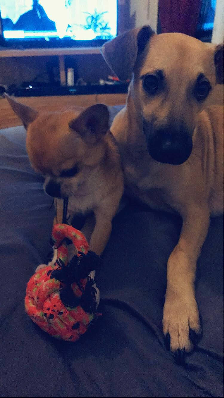 Nuts a rejoint le concours — aidez-le/la à gagner de superbes lots ! black_mouth_cur, canidae, carnivore, companion_dog, dog, dog_breed, fawn, mammal, nose, paw, pug, puggle, puppy, puppy_love, snout, street_dog, toy_dog