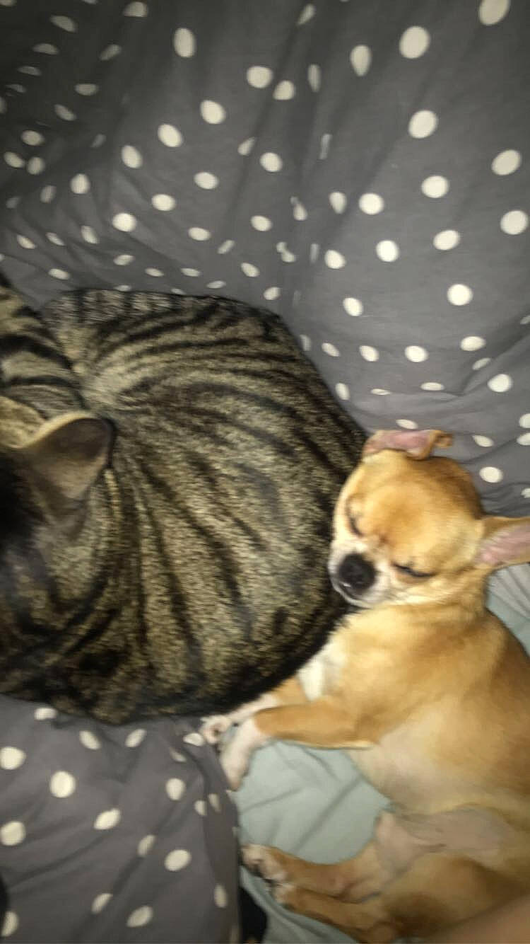 Nuts a rejoint le concours — aidez-le/la à gagner de superbes lots ! canidae, carnivore, chihuahua, companion_dog, dog, dog_breed, fawn, mammal, non_sporting_group, pug, puggle, puppy, snout, toy_dog