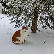 Guimauve a rejoint le concours — aidez-le/la à gagner de superbes lots ! animal, branches, cat, cat_face, cold_weather, ginger_cat, greenery, leaves, nature, outdoors, pawprints, pet, portrait, sitting, snow, snowy_ground, tree, white_cat, wildlife, winter