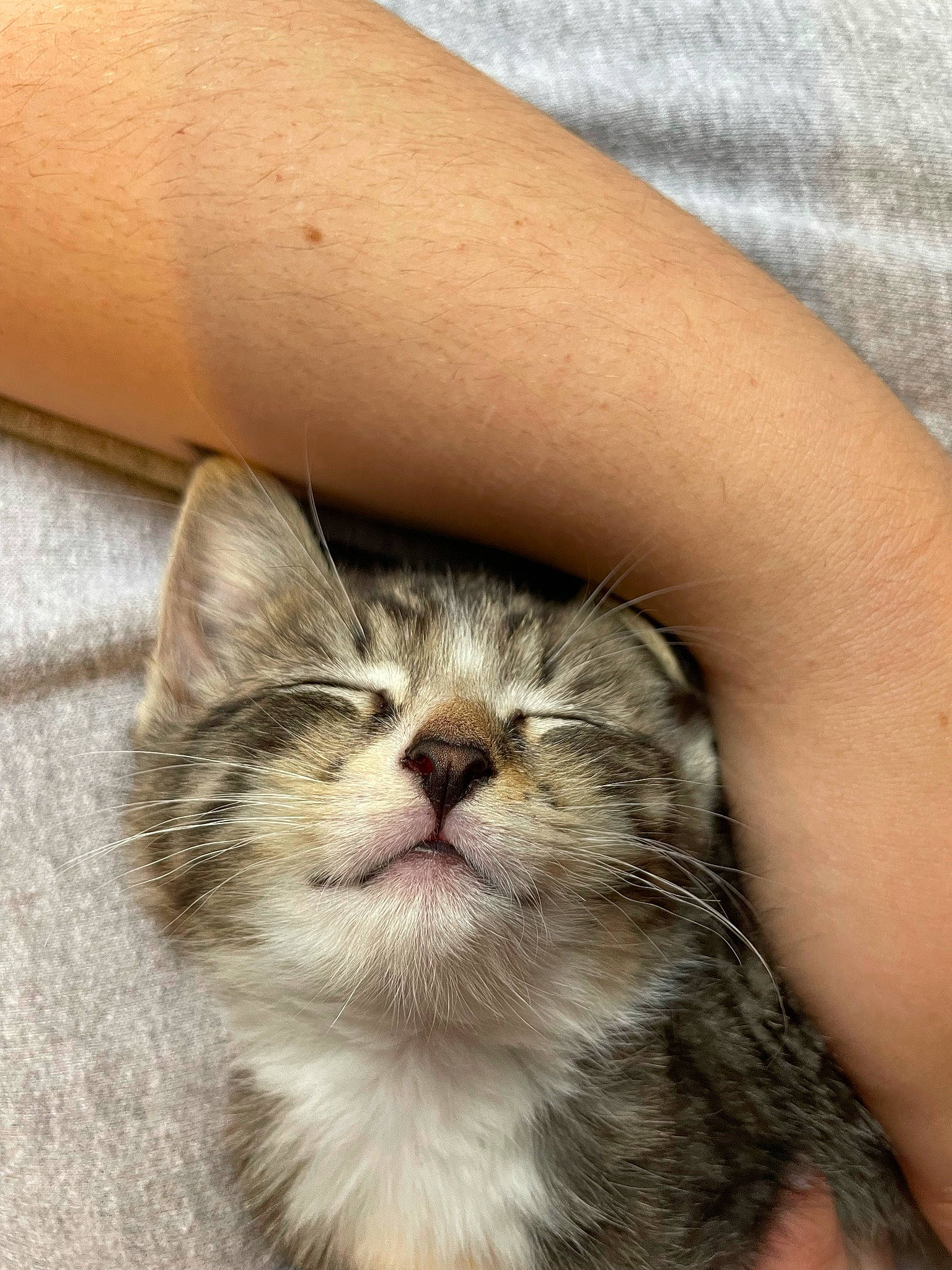 Ra joined the competition — help win amazing prizes! carnivore, cat, claw, close_up, comfort, domestic_short_haired_cat, fawn, felidae, fur, paw, small_to_medium_sized_cats, snout, terrestrial_animal, whiskers