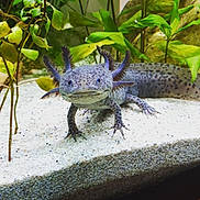 Stitch a rejoint le concours — aidez-le/la à gagner de superbes lots ! agama, amphibian, axolotl, claw, dragon_lizard, green_iguana, iguana, iguania, iguanidae, lizard, mole_salamander, reptile, scaled_reptile, tail, vertebrate