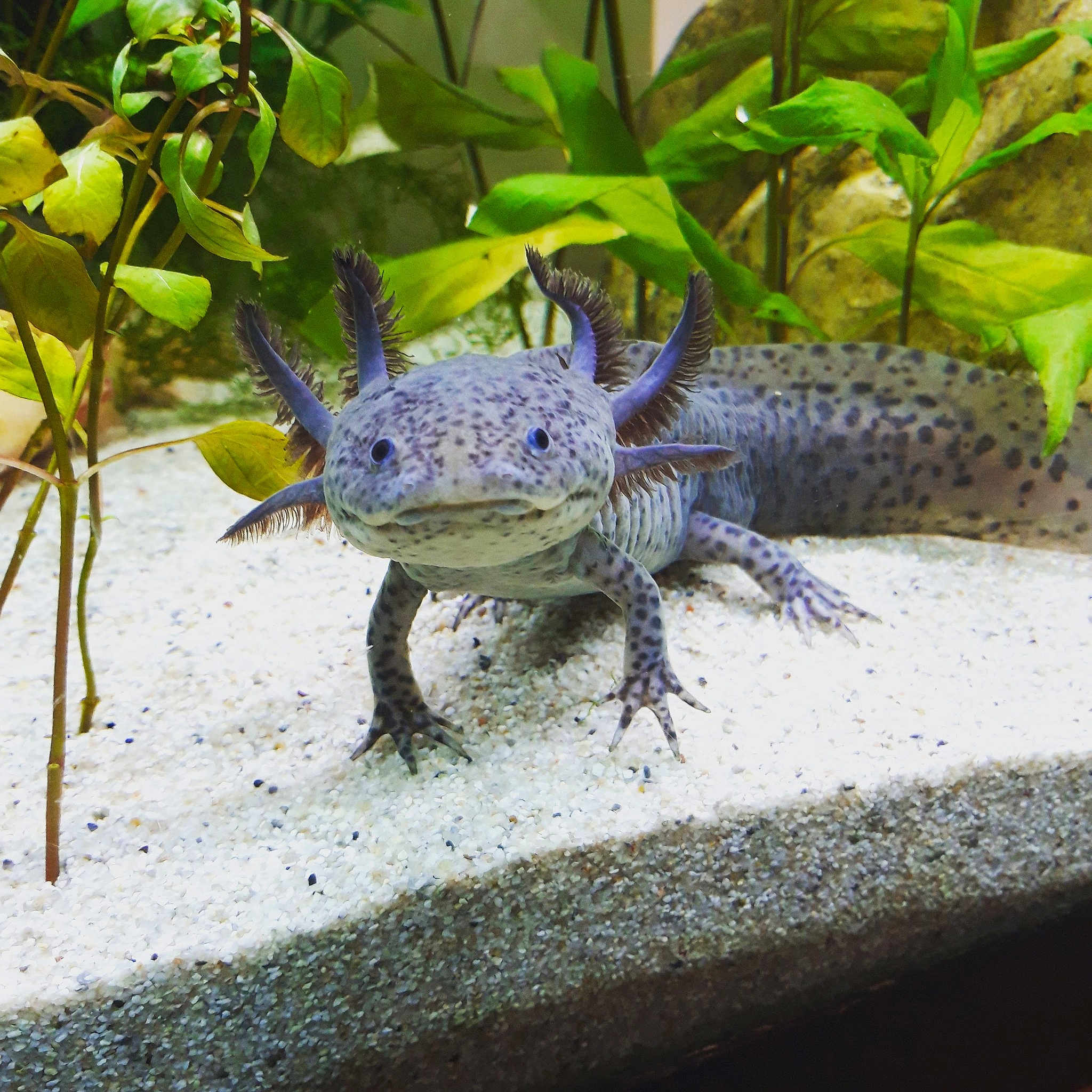 Stitch a rejoint le concours — aidez-le/la à gagner de superbes lots ! agama, amphibian, axolotl, claw, dragon_lizard, green_iguana, iguana, iguania, iguanidae, lizard, mole_salamander, reptile, scaled_reptile, tail, vertebrate