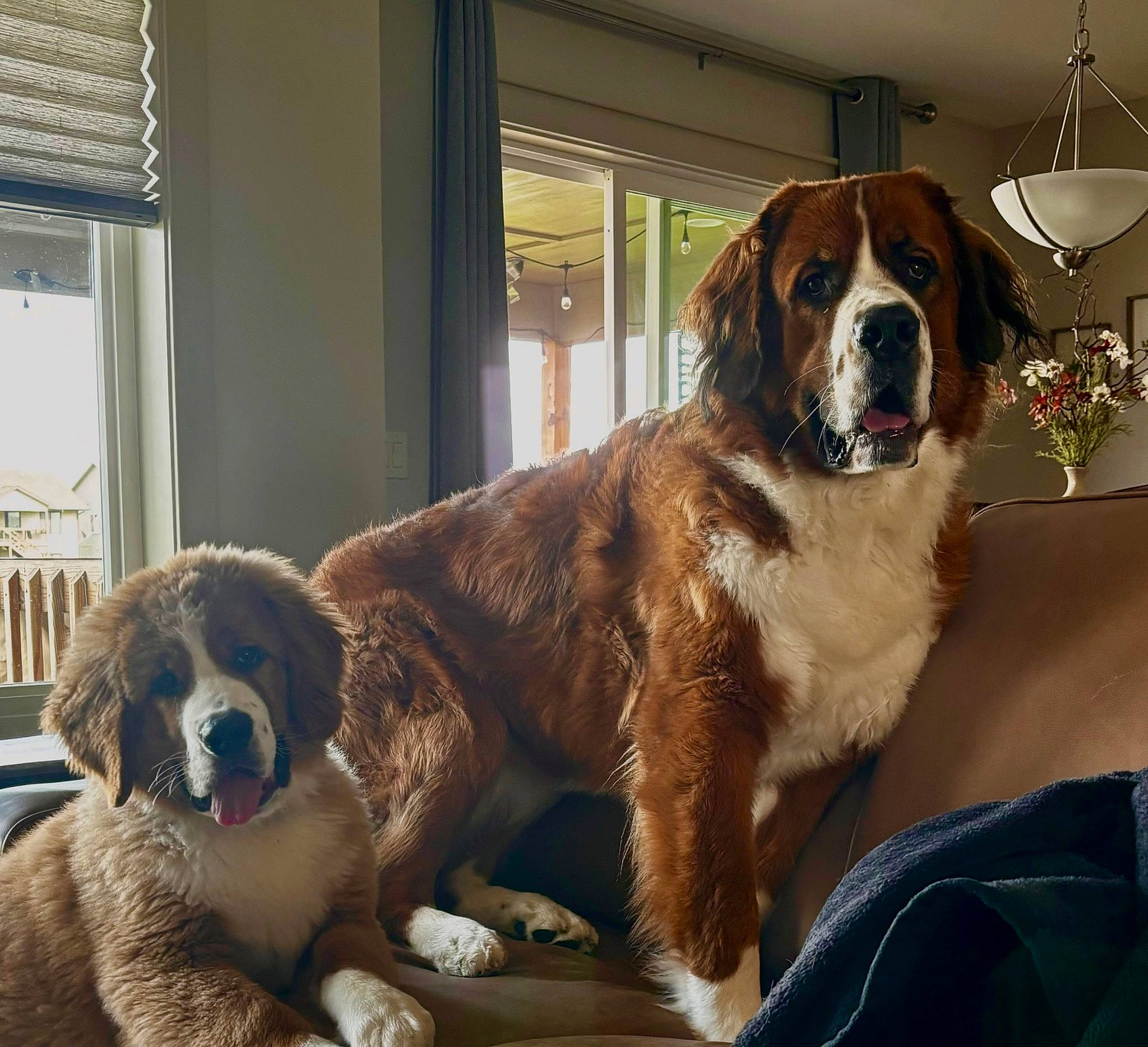 Benson is registered to the contest to win money with this photo: ball, canidae, carnivore, companion_dog, dog, dog_breed, fawn, flooring, fur, guard_dog, gun_dog, liver, moscow_watchdog, snout, sporting_group, st_bernard, terrestrial_animal, window, working_animal, working_dog