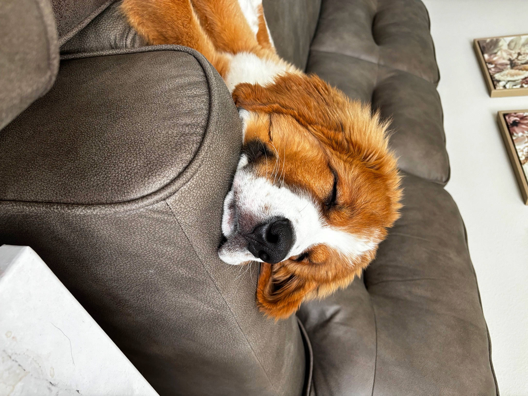 Benson joined the competition — help win amazing prizes! bored, canidae, carnivore, chair, claw, comfort, companion_dog, dog, dog_breed, fawn, fur, picture_frame, red_panda, snout, sporting_group, tail, terrestrial_animal, whiskers, wood, working_animal