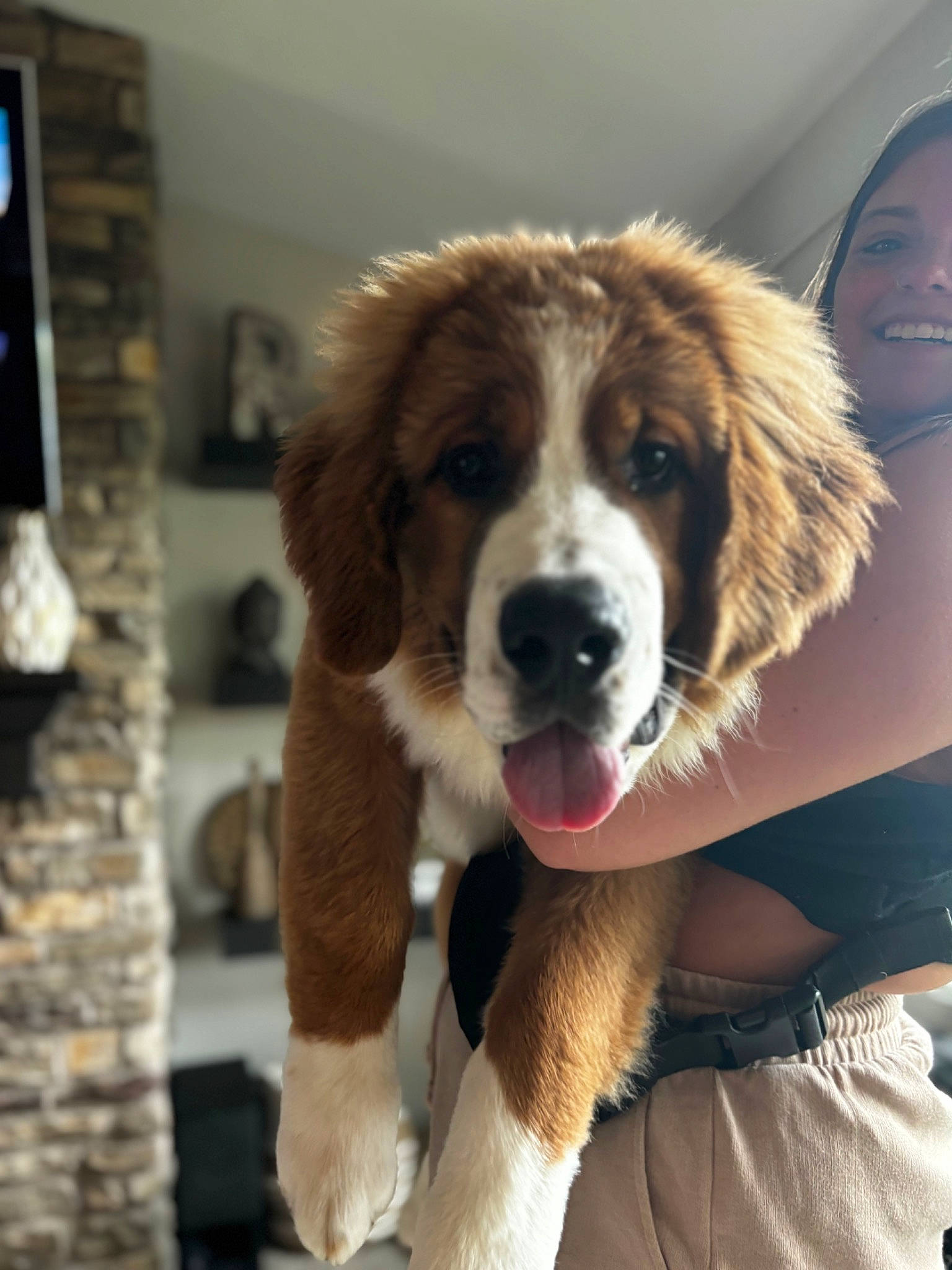 Benson joined the competition — help win amazing prizes! ancient_dog_breeds, canidae, carnivore, companion_dog, dog, dog_breed, fawn, fur, giant_dog_breed, herding_dog, liver, paw, pet_supply, puppy, snout, sporting_group, whiskers, working_animal, working_dog