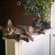 Kane And Abel is registered to the contest to win money with this photo: animal, cabinet, cat, closet, cupboard, drawer, furniture, herbal, herbs, jar, kitten, leaf, pet, plant, planter, pottedplant, pottery, table, vase, wood