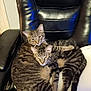 Kane And Abel is registered to the contest to win money with this photo: abyssinian, animal, armchair, cat, chair, chaise, couch, cushion, egyptiancat, furniture, homedecor, kitten, manx, person, pet, sleeping