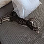 cat, tabby_cat, bed, pillow, quilted_bedspread, gray, white, striped, feline, pet, animal, indoor, resting, stretching, cute, cozy, sleepy, fur, whiskers, paw