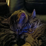 Kane And Able is registered to the contest to win money with this photo: abyssinian, animal, architecture, armchair, building, cat, chair, couch, cushion, furniture, homedecor, indoors, kitten, livingroom, manx, person, pet, room, sleeping