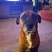 Buddy joined the competition — help win amazing prizes! animal, architecture, boxer, building, bulldog, canine, computerhardware, couch, dog, electronics, furniture, hardware, indoors, interiordesign, livingroom, monitor, pet, room, screen, tv