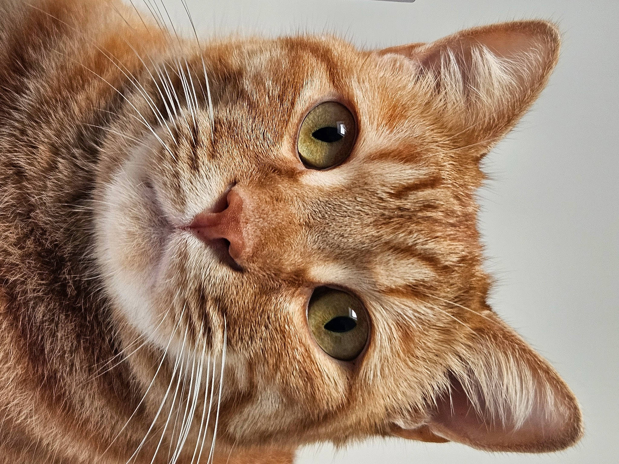 Chicken participe au concours pour gagner de l'argent avec cette photo : carnivore, cat, close_up, domestic_short_haired_cat, ear, felidae, fur, small_to_medium_sized_cats, snout, terrestrial_animal, whiskers, wildlife