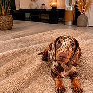 Brownie participe au concours pour gagner de l'argent avec cette photo : dog, puppy, dachshund, dappled, brown, beige_rug, fluffy_rug, indoor, living_room, plant, lamp, modern_decor, cute, pet, animal, floor, cozy, portrait, looking_at_camera, ears