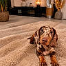 dog, puppy, dachshund, dappled, brown, beige_rug, fluffy_rug, indoor, living_room, plant, lamp, modern_decor, cute, pet, animal, floor, cozy, portrait, looking_at_camera, ears