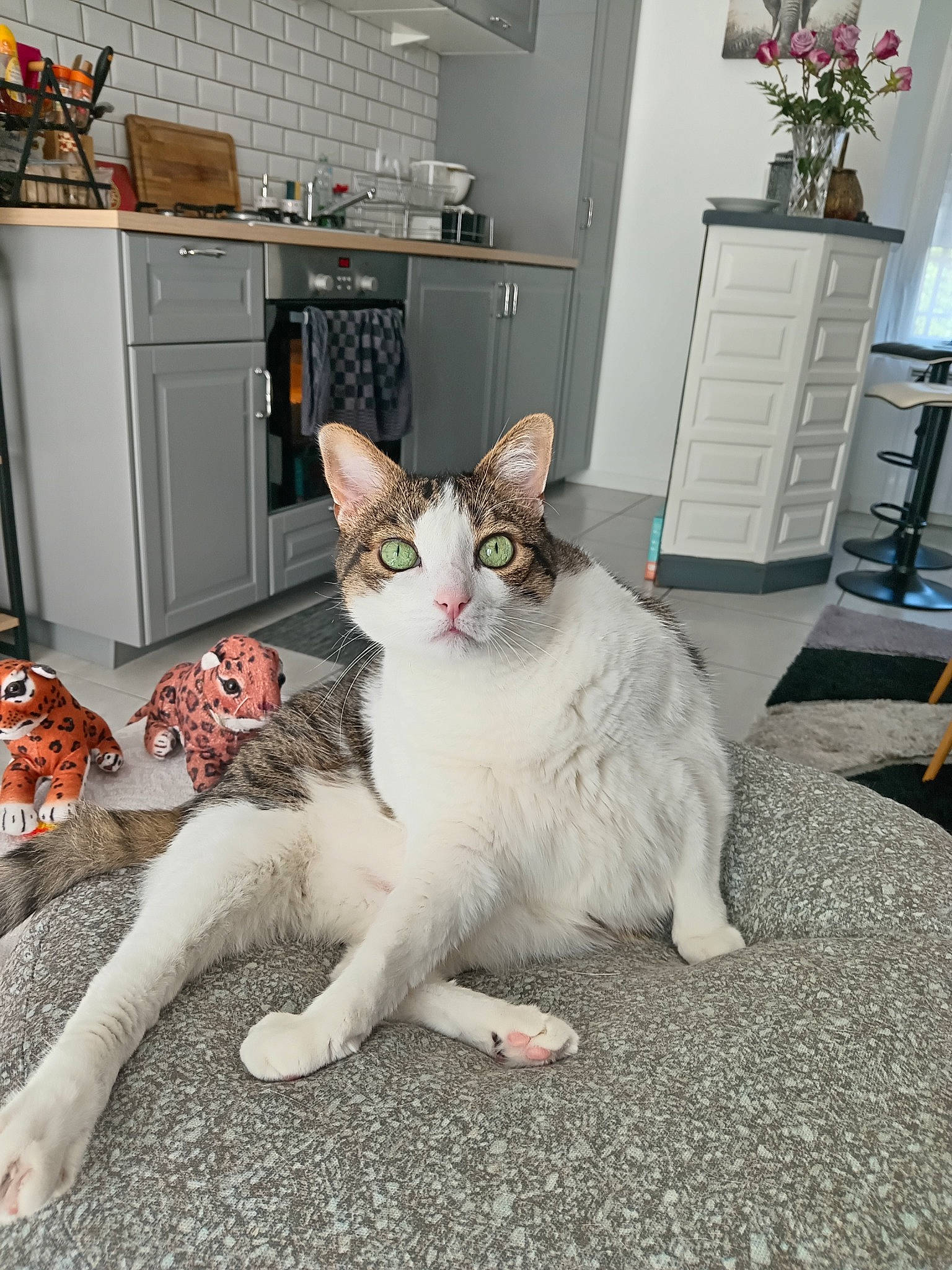 Julio participe au concours pour gagner de l'argent avec cette photo : cabinetry, carnivore, cat, comfort, domestic_short_haired_cat, door, drawer, felidae, flooring, fur, grey, home_appliance, houseplant, kitchen_appliance, kitchen_stove, plant, small_to_medium_sized_cats, snout, tail, whiskers