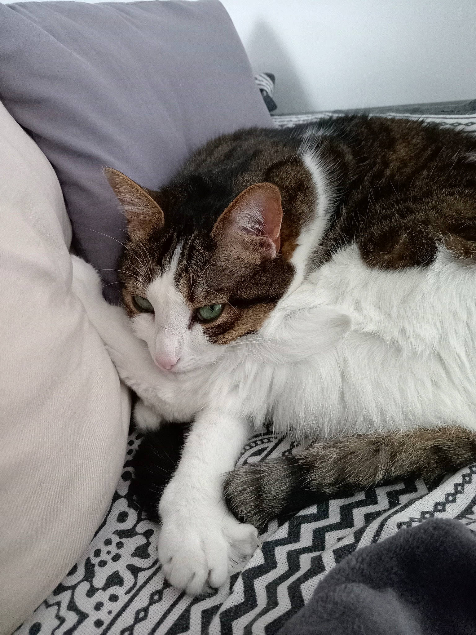 Julio participe au concours pour gagner de l'argent avec cette photo : carnivore, cat, claw, comfort, domestic_short_haired_cat, felidae, foot, fur, lap, leg, mammal, nap, paw, pillow, sitting, small_to_medium_sized_cats, snout, tail, vertebrate, whiskers