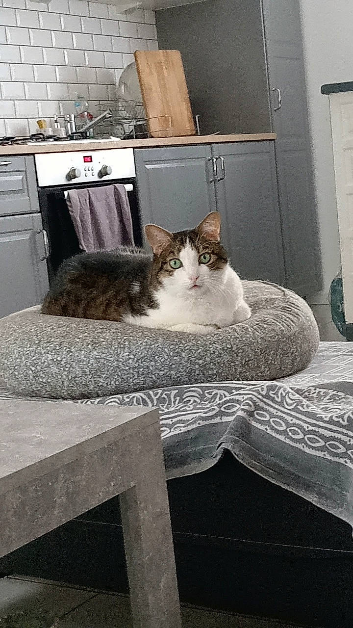 Julio a rejoint le concours — aidez-le/la à gagner de superbes lots ! cabinetry, carnivore, cat, comfort, domestic_short_haired_cat, door, felidae, floor, flooring, fur, grey, hardwood, interior_design, linens, room, small_to_medium_sized_cats, table, tail, whiskers, wood