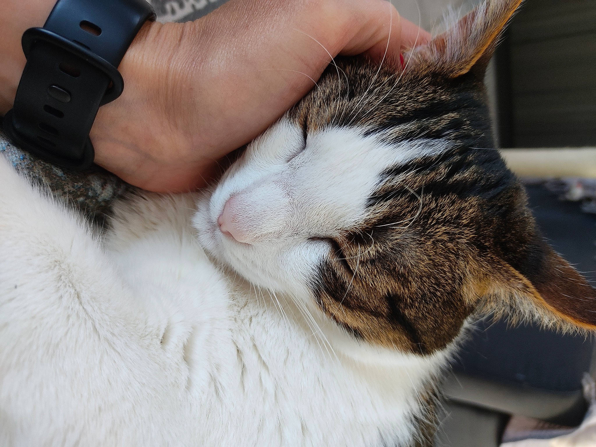 Julio participe au concours pour gagner de l'argent avec cette photo : carnivore, cat, claw, comfort, domestic_short_haired_cat, ear, fawn, felidae, foot, gesture, hand, human_leg, leg, nail, paw, small_to_medium_sized_cats, snout, tail, whiskers, wrist