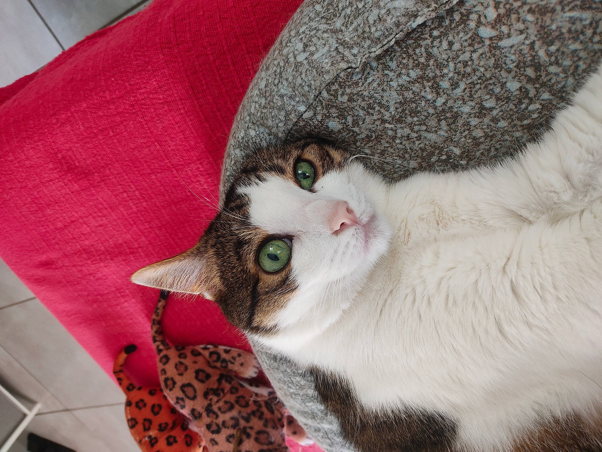 Julio participe au concours pour gagner de l'argent avec cette photo : carnivore, cat, cat_bed, cat_supply, collar, comfort, domestic_short_haired_cat, fashion_accessory, felidae, fur, pattern, paw, pet_supply, small_to_medium_sized_cats, snout, tail, tree, whiskers