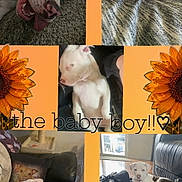 Memphis is registered to the contest to win money with this photo: dog, puppy, white_dog, brown_patches, pet, animal, collage, portrait, close_up, lying_down, sitting, sleeping, playful, happy, couch, chair, dog_bed, blanket, sunflower, text_overlay