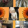 dog, puppy, white_dog, brown_patches, pet, animal, collage, portrait, close_up, lying_down, sitting, sleeping, playful, happy, couch, chair, dog_bed, blanket, sunflower, text_overlay