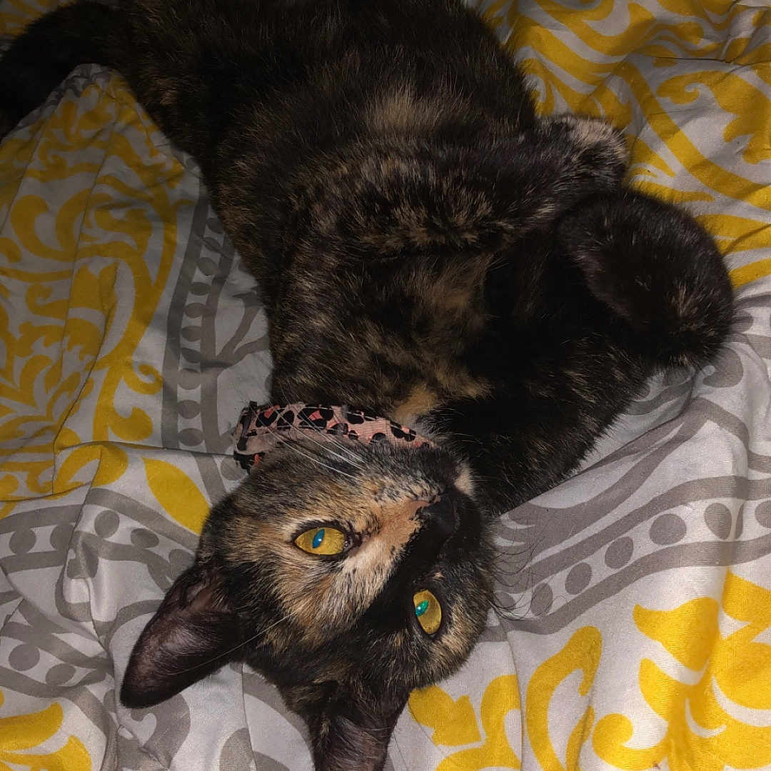 Chirp joined the competition — help win amazing prizes! animal, bed, blanket, cat, closeup, collar, cute, domestic_animal, ears, eyes, fur, gray, indoor, lying_down, pattern, pet, relaxed, tortoiseshell, whiskers, yellow