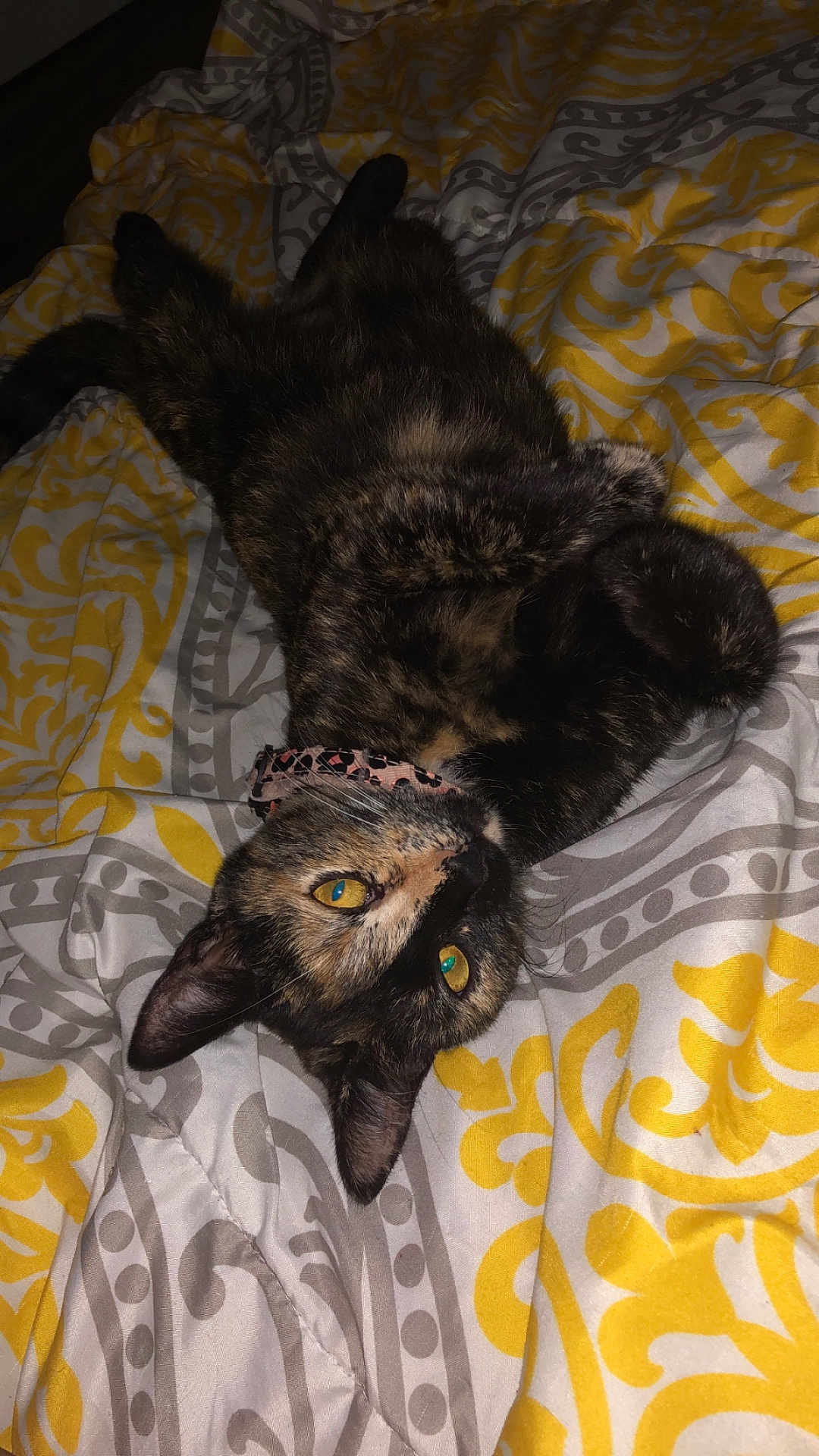 Chirp joined the competition — help win amazing prizes! cat, tortoiseshell, pet, animal, bed, blanket, pattern, yellow, gray, fur, collar, cute, lying_down, indoor, whiskers, ears, eyes, relaxed, domestic_animal, closeup