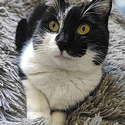 Pepper a rejoint le concours — aidez-le/la à gagner de superbes lots ! cat, black_and_white_cat, yellow_eyes, fluffy_blanket, close_up, pet, animal, feline, whiskers, relaxed, indoor, cute, soft_texture, fur, resting, curious, portrait, domestic_cat, laying, cozy