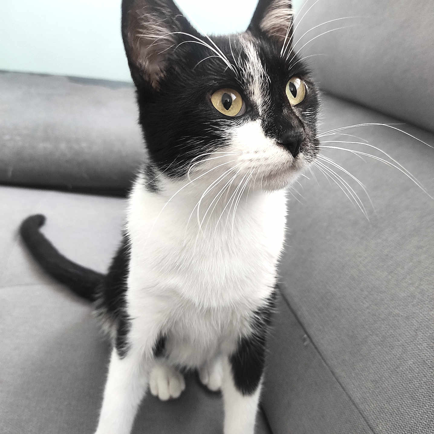 Pepper