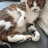 Châtaigne participe au concours pour gagner de l'argent avec cette photo : cat, tabby, white_fur, paw, relaxed, indoor, cushion, blanket, fur, pet, animal, whiskers, cute, lying_down, soft_surface, resting, domestic_cat, close_up, four_paws, cozy