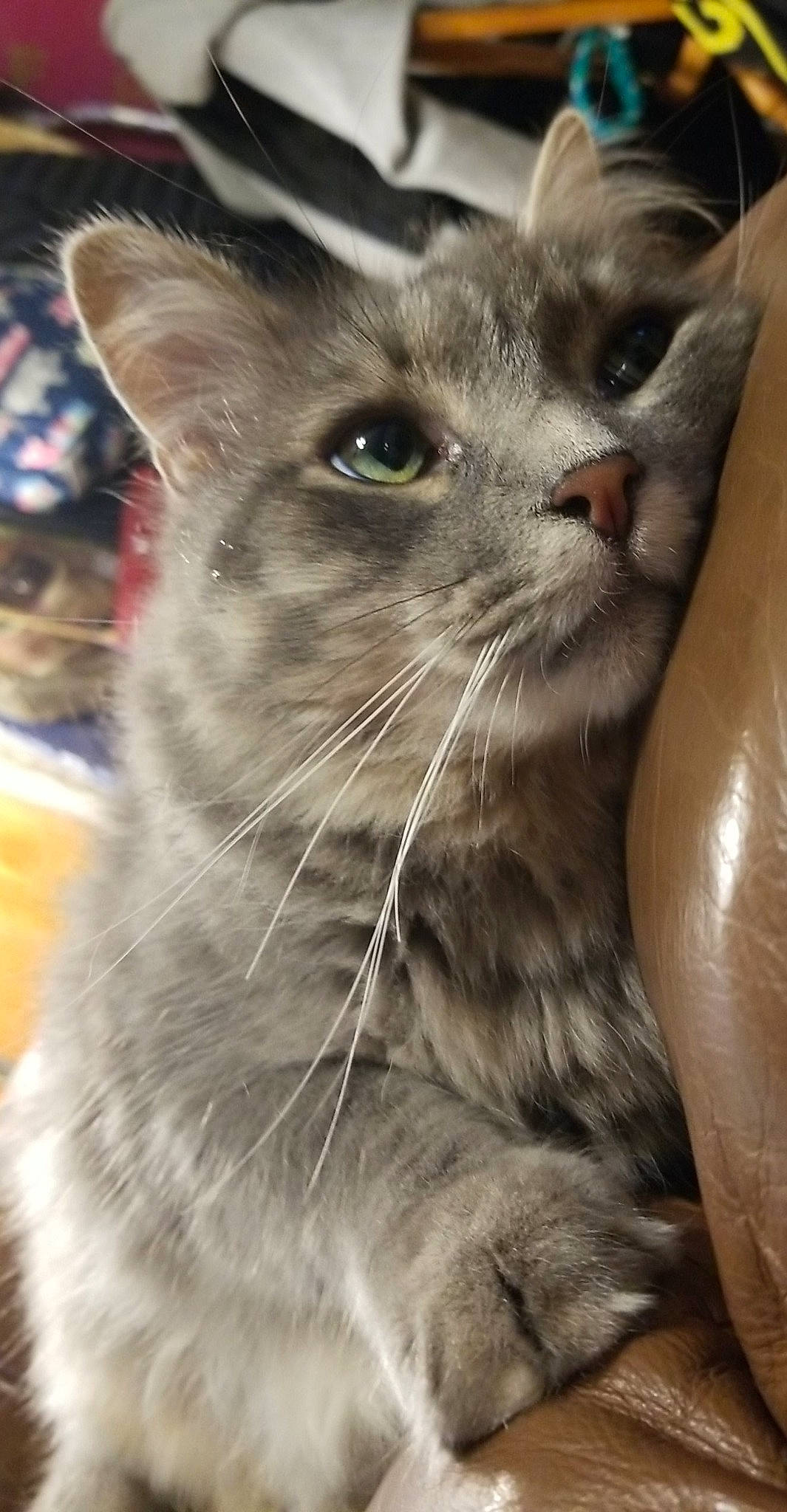 Tubby is registered to the contest to win money with this photo: asian, carnivore, cat, domestic_short_haired_cat, ear, european_shorthair, felidae, kitten, mammal, nebelung, oriental_longhair, polydactyl_cat, small_to_medium_sized_cats, snout, tabby_cat, whiskers