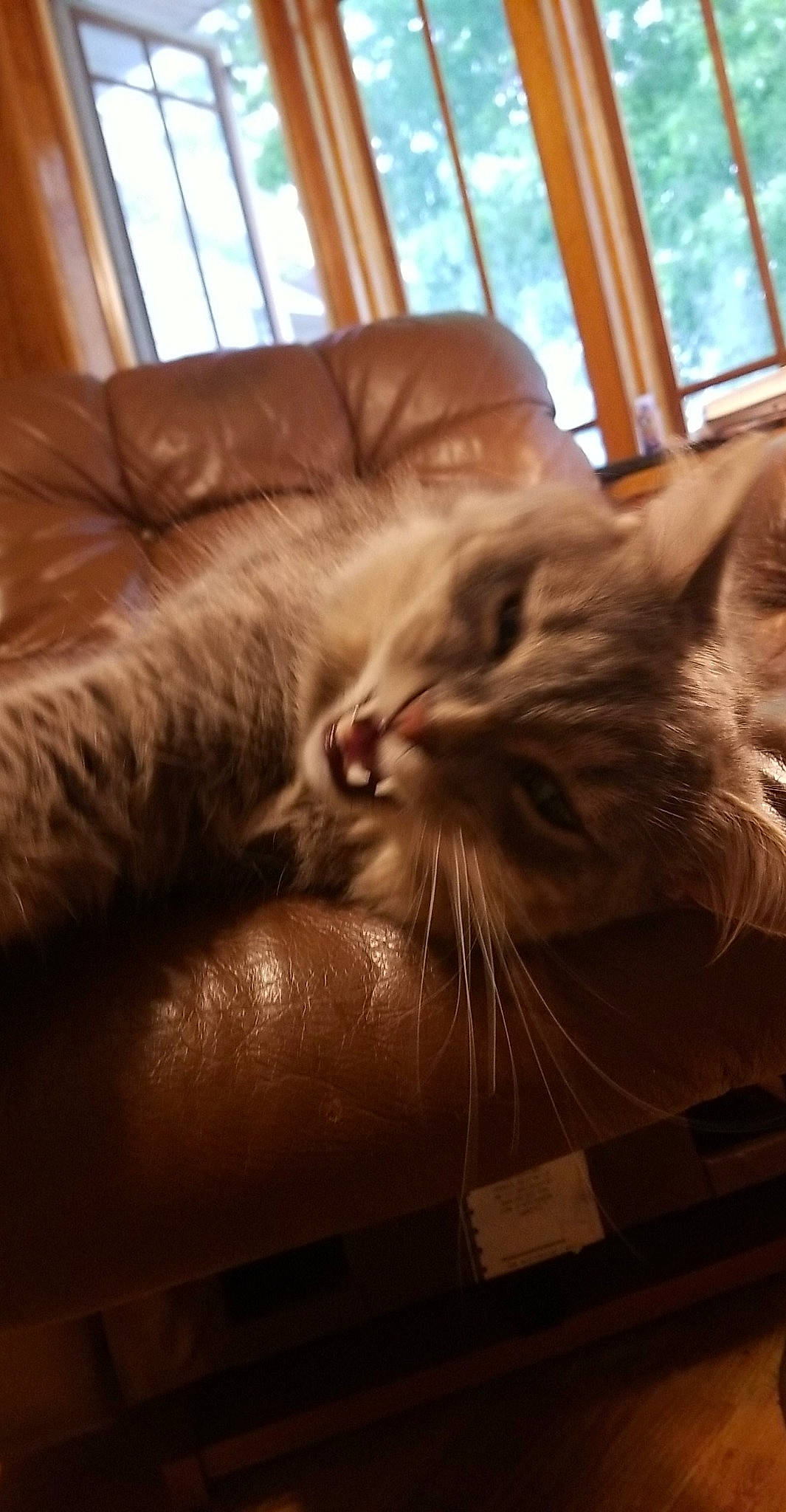 Tubby joined the competition — help win amazing prizes! american_curl, american_shorthair, asian, carnivore, cat, couch, european_shorthair, fawn, felidae, fur, kitten, maine_coon, nap, small_to_medium_sized_cats, tabby_cat, whiskers