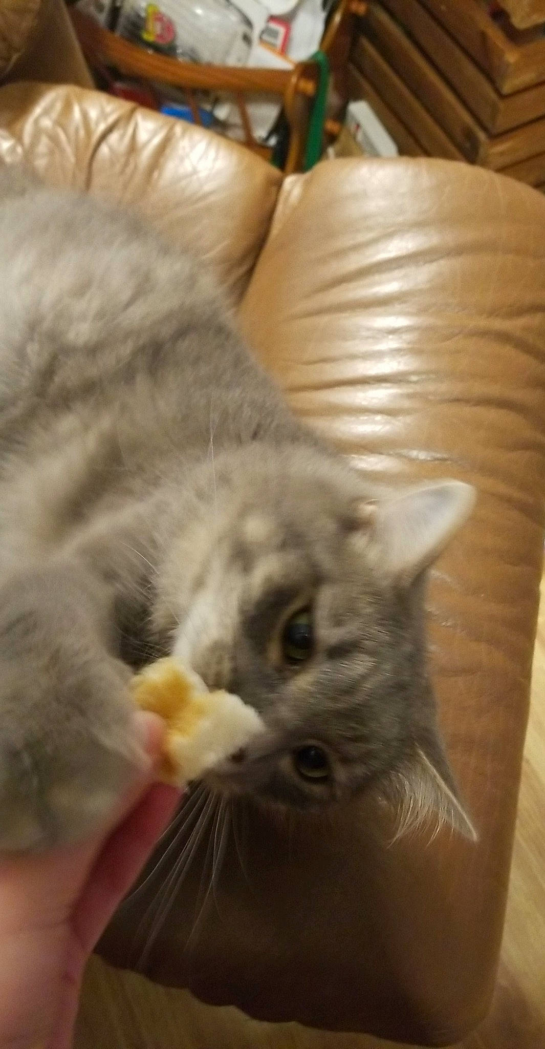 Tubby joined the competition — help win amazing prizes! british_longhair, british_semi_longhair, british_shorthair, carnivore, cat, chartreux, domestic_long_haired_cat, domestic_short_haired_cat, european_shorthair, felidae, kitten, korat, mammal, nebelung, norwegian_forest_cat, persian, ragamuffin, siberian, small_to_medium_sized_cats, whiskers