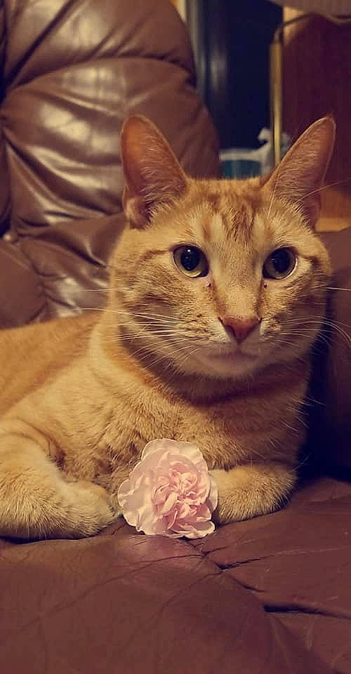 Herky is registered to the contest to win money with this photo: aegean_cat, american_shorthair, american_wirehair, arabian_mau, asian, australian_mist, carnivore, cat, domestic_short_haired_cat, european_shorthair, felidae, german_rex, kitten, mammal, ojos_azules, small_to_medium_sized_cats, snout, tabby_cat, vertebrate, whiskers